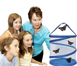 Butterfly Kit School