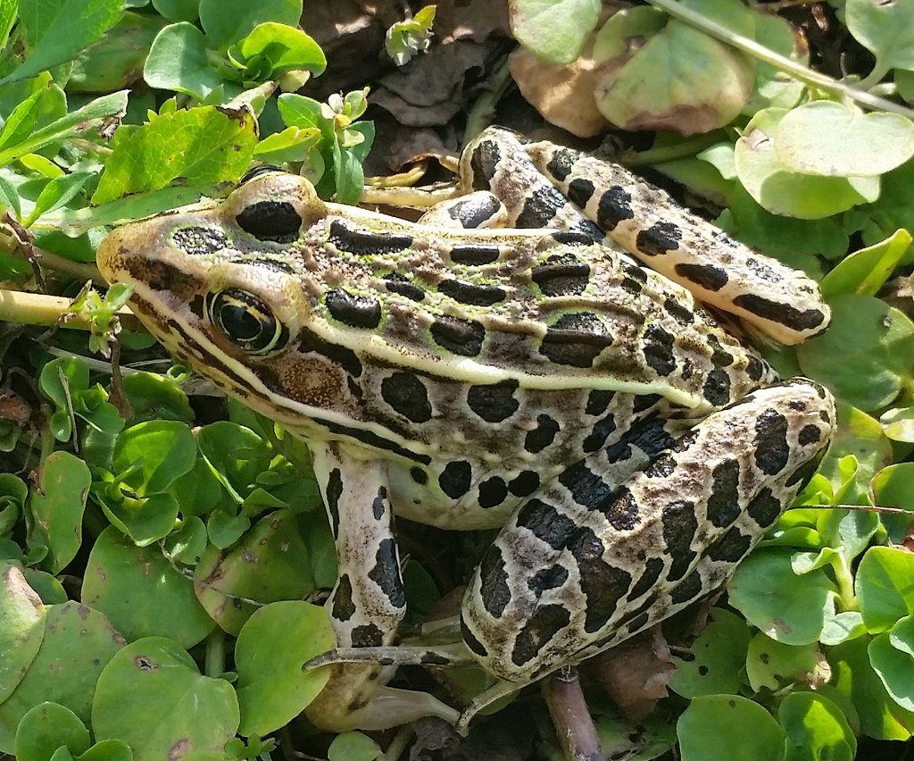 Leopard Frog