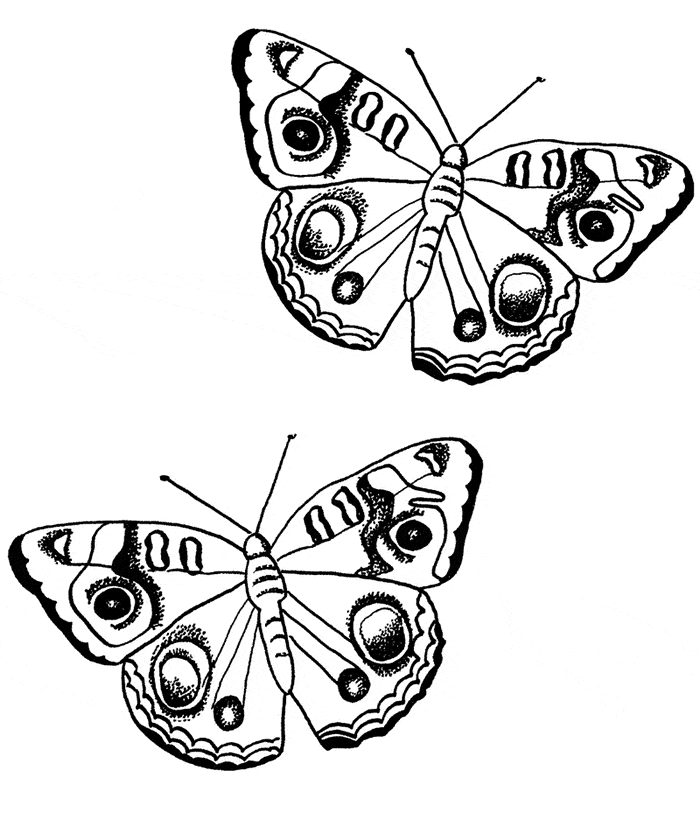 2 Flying Butterflies Coloring Page