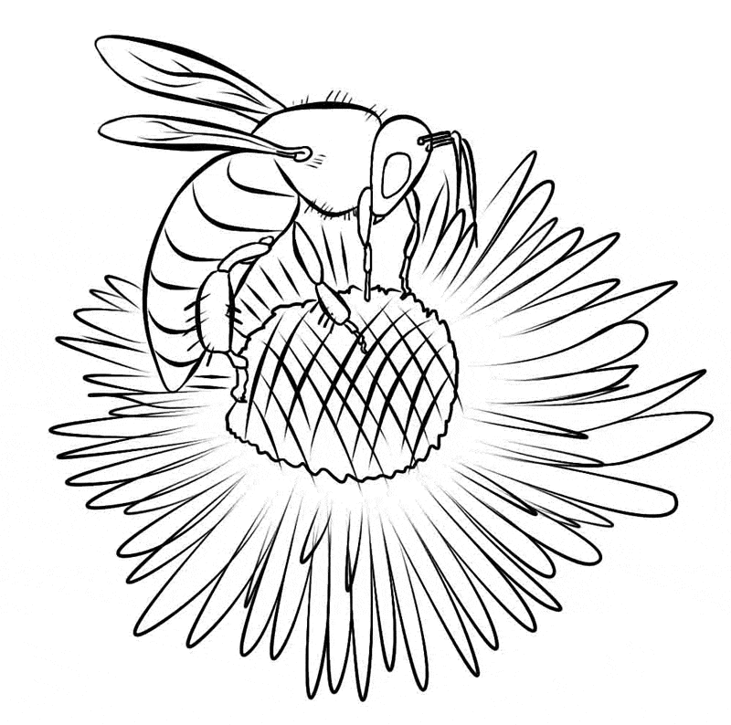 20-bee-coloring-page-l - Learn About Nature