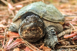 Common Snapping Turtle 1