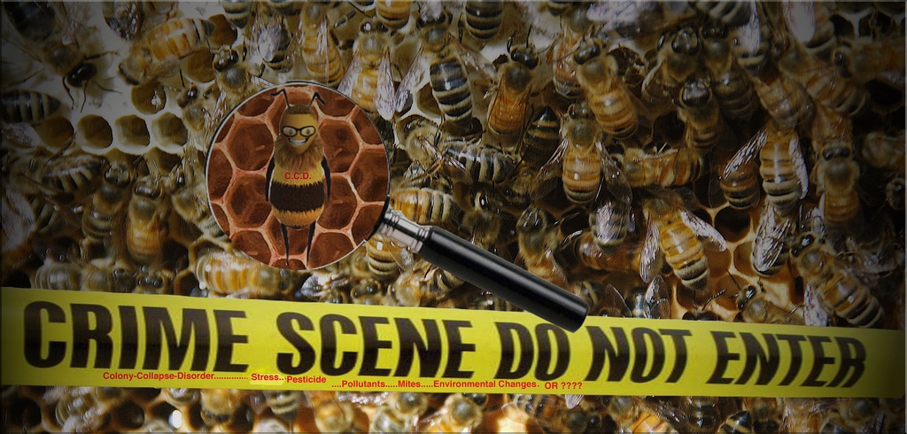 Honey Bee Mystery