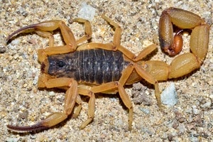 Deathstalker Scorpion 2