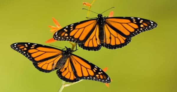 monarch butterfly life cycle