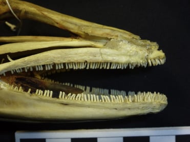 Conger Eel skeleton