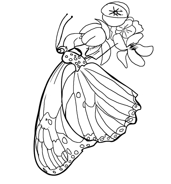 Butterfly Coloring Pictures 41