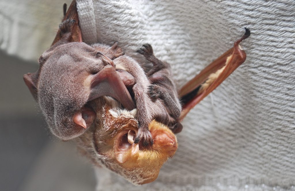 Eastern Red Bats