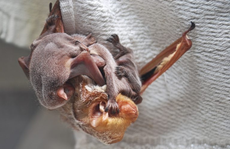About The Eastern Red Bats