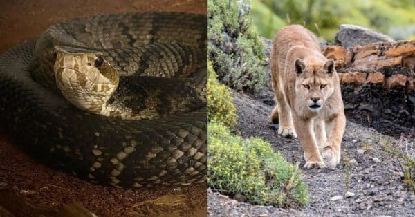 5 Common Deadly Animals in Los Angeles