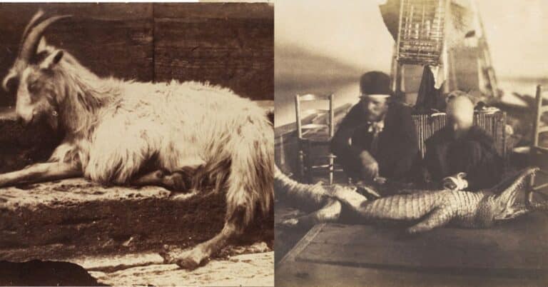 5 Oldest Animal Pictures in the World – Their History & Significance