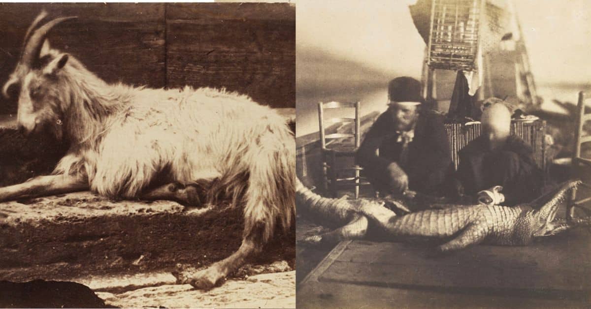 5 Oldest Animal Pictures in the World