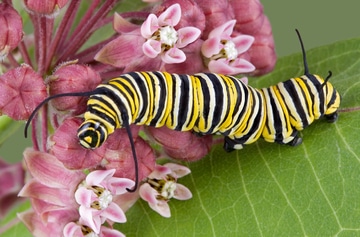 Caterpillar 54