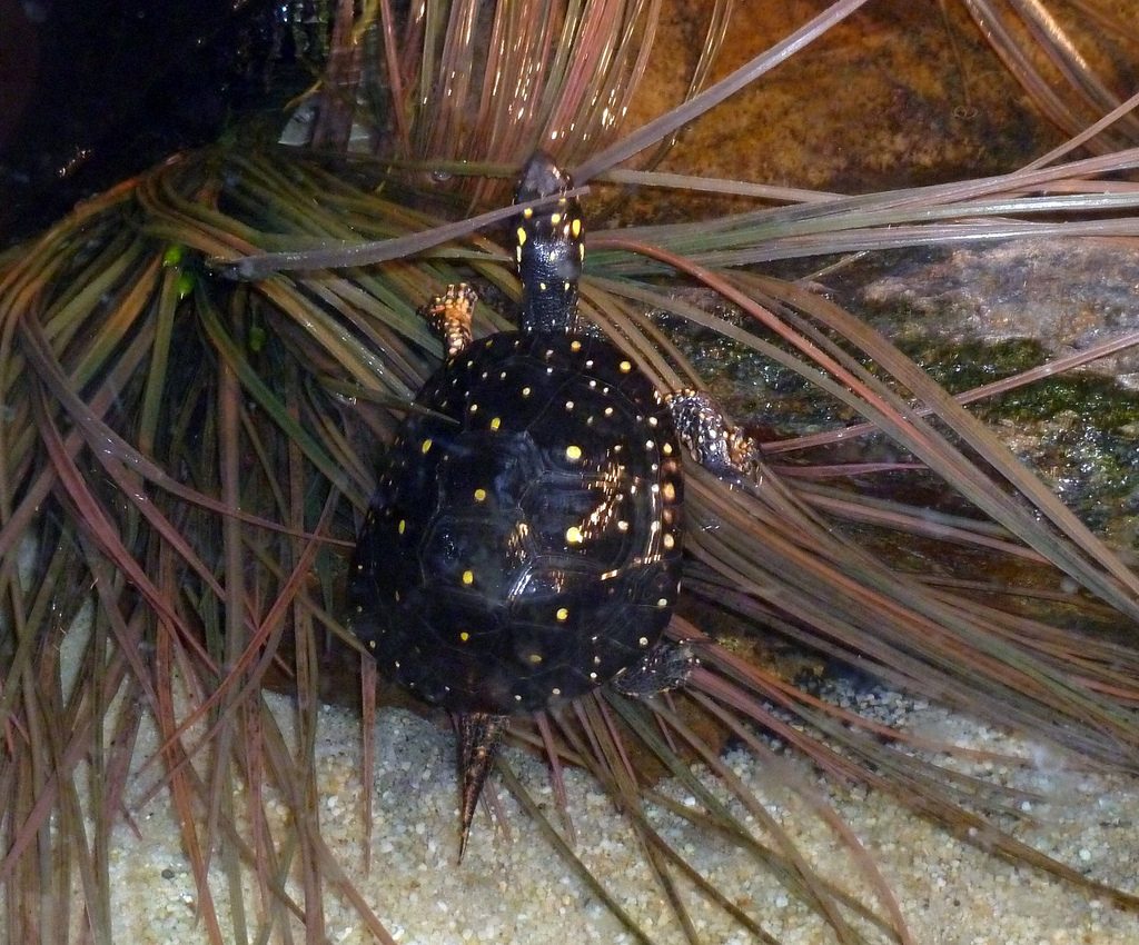 Spotted Turtle