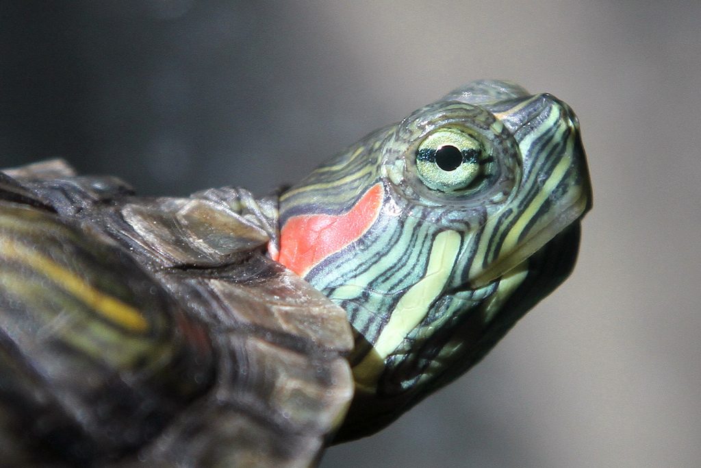 Red-Eared Slider