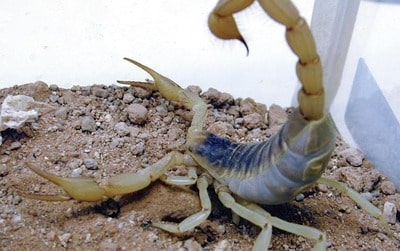 Desert Hairy Scorpion 4
