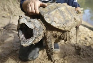 Alligator Snapping Turtle 1