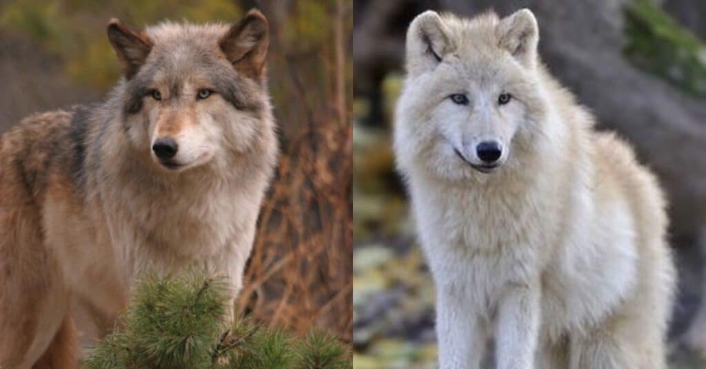 7 Largest Wolves in the World
