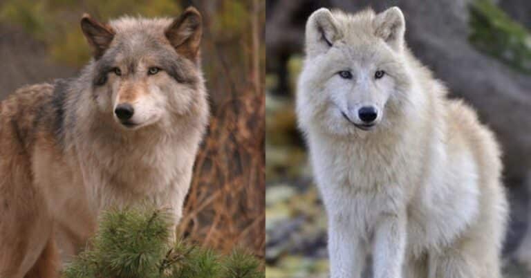 7 Largest Wolves in the World: Main Characteristics & Distribution Areas