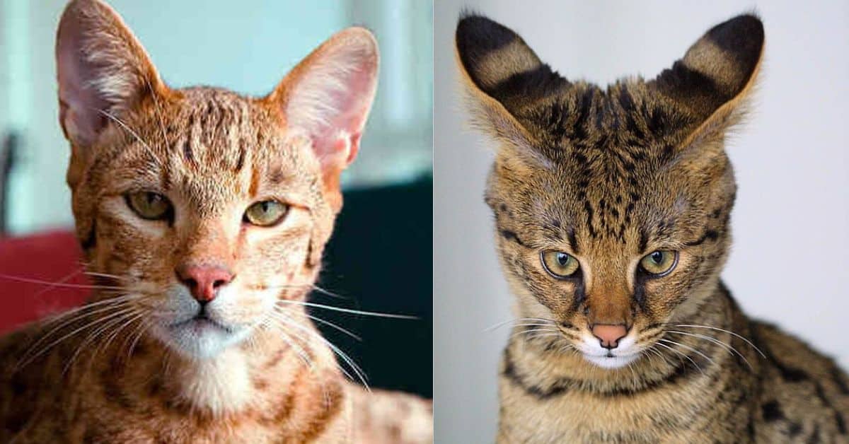 7 Most Expensive Cat Breeds That Cost a Fortune