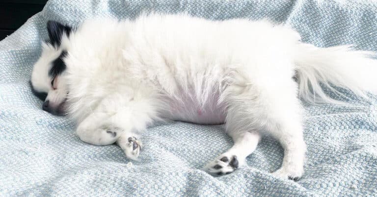 7 Signs Of Pregnant Pomeranian & Tips to Take Proper Care
