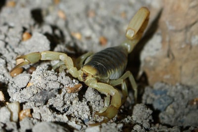 Desert Hairy Scorpion 5