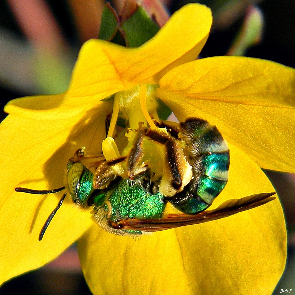 Green Bees