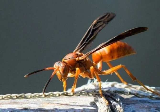 red wasp in texas