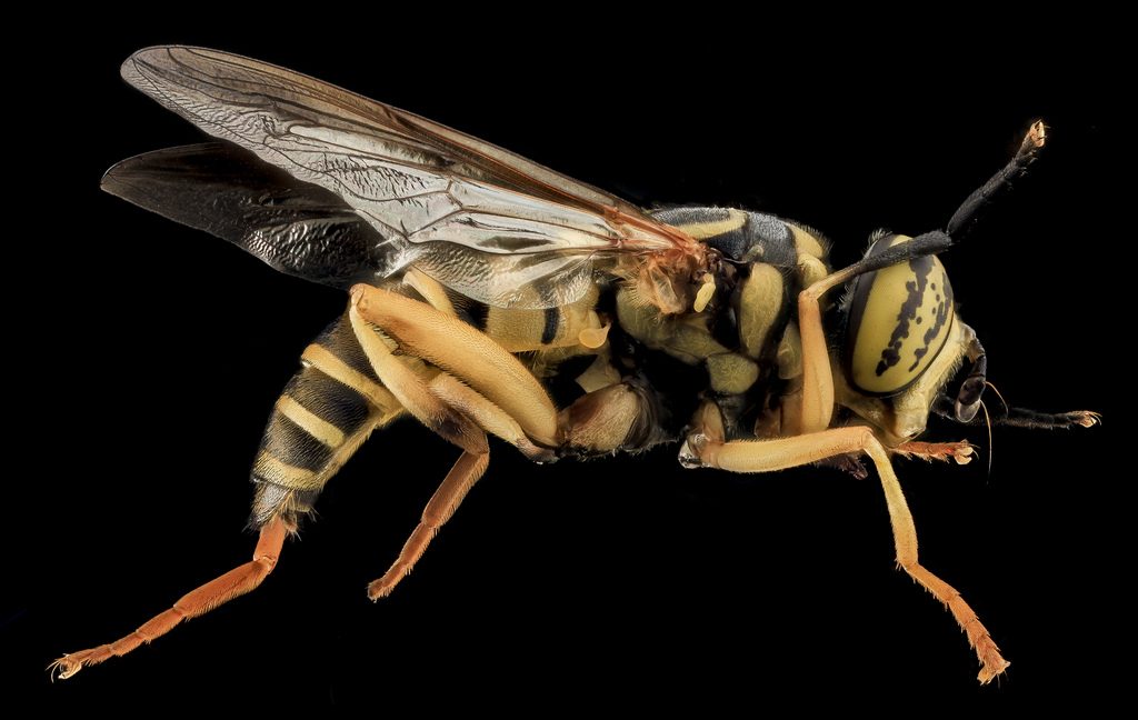 Yellow jacket wasp