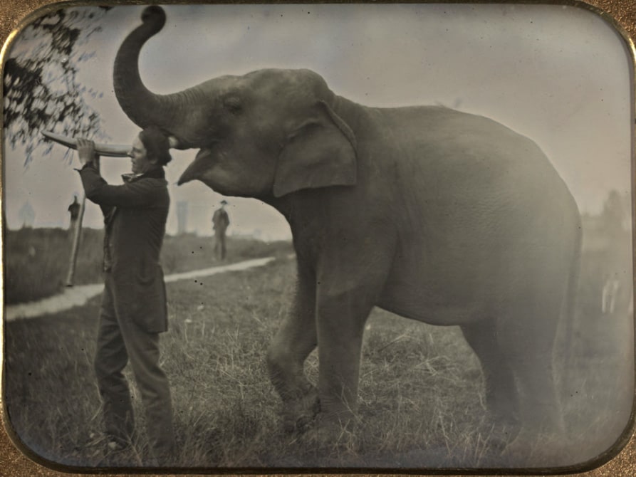 A Man with an Elephant