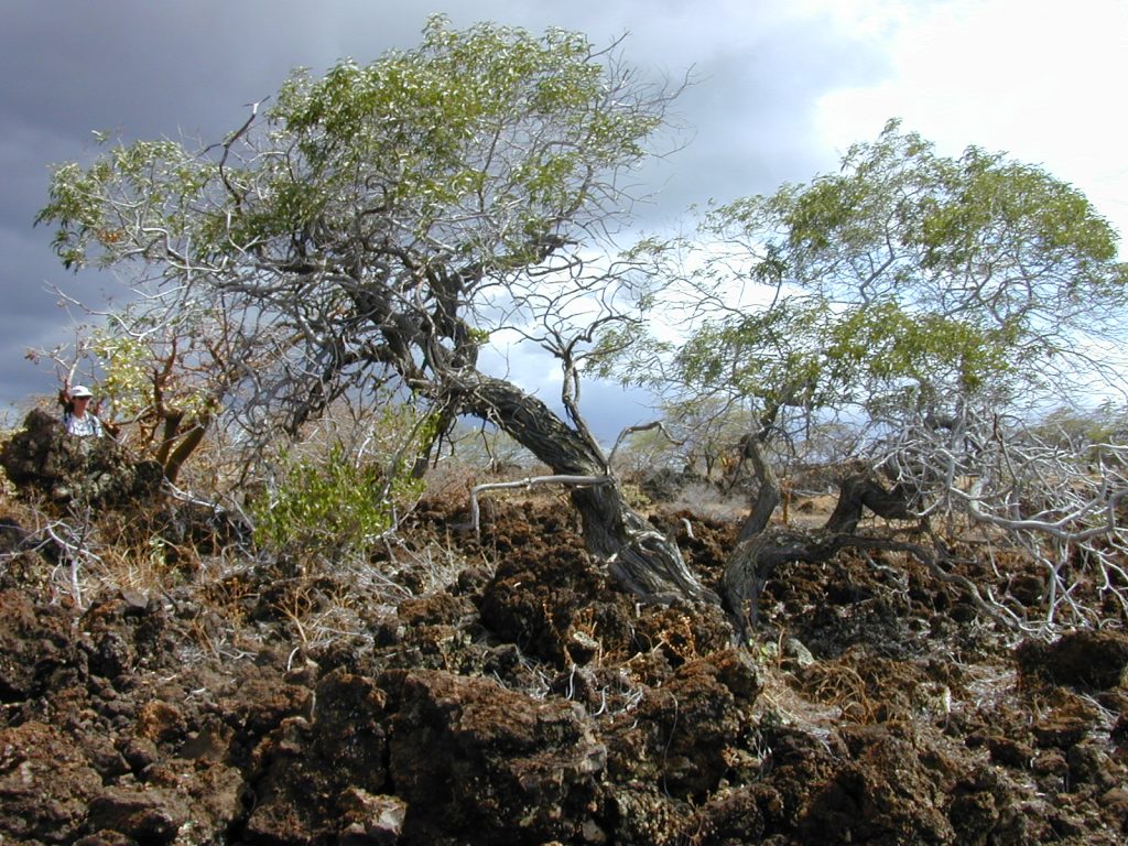 Acacia Tree