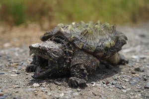 Alligator Snapping Turtle 2