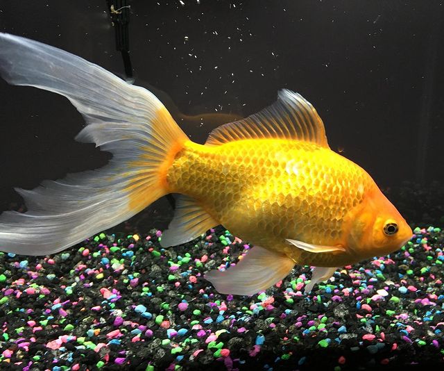 Adult Goldfish