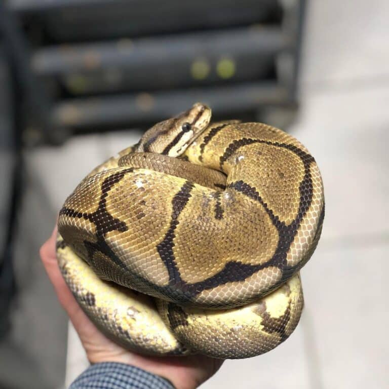 Cute Snakes That Will Change Your Mind About Serpents - Learn About Nature