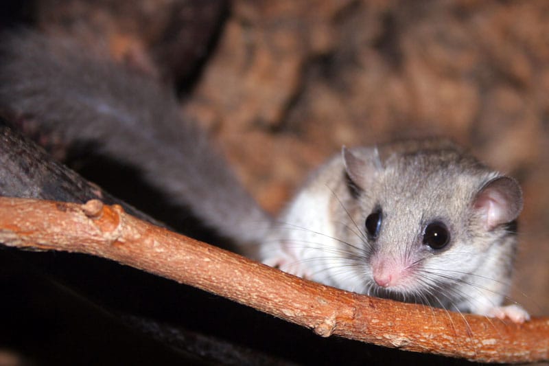 African Dormouse