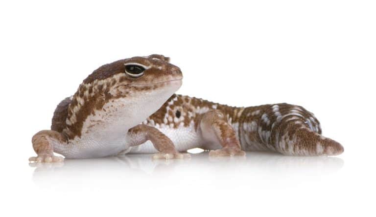African Fat Tailed Geckos