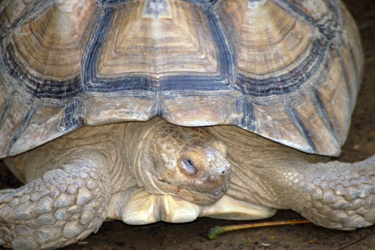 A Worldwide Effort to Rescue African Tortoise
