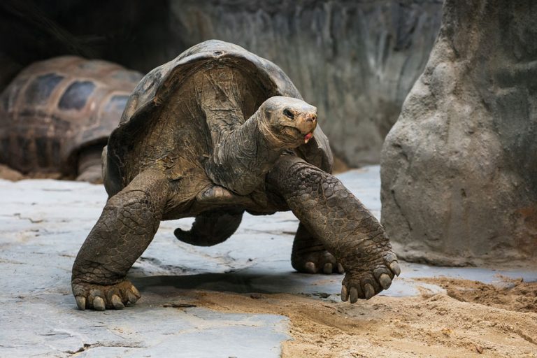 Useful Aldabra Tortoise Facts Sheets People Should Know
