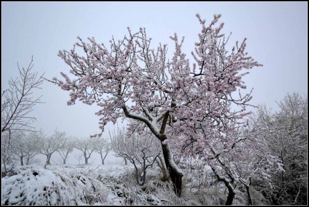 Almond Tree
