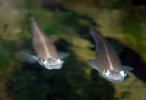 Four-eyed fish