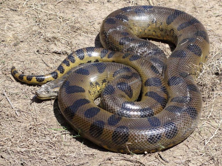 Types of Snakes: Boidae – Non Poisonous Snakes