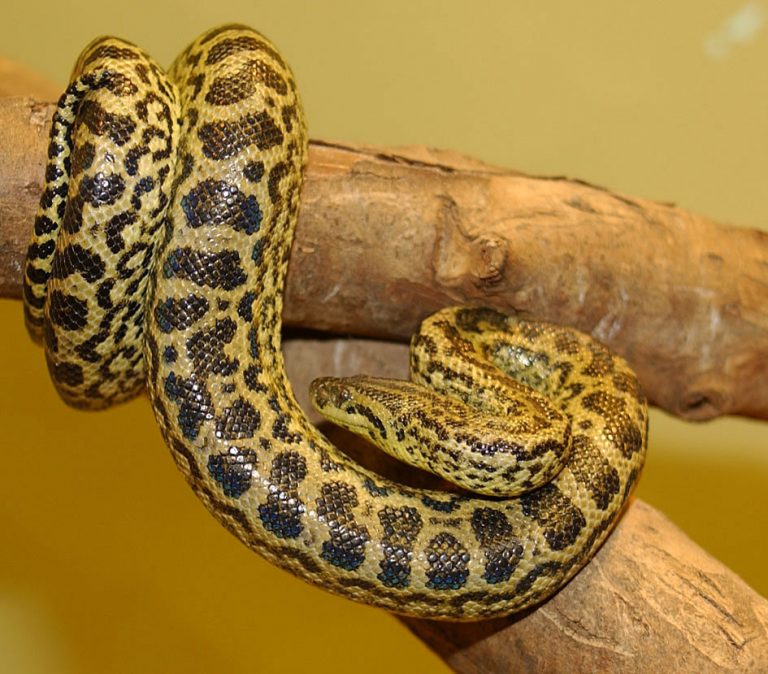 Anaconda: Secret Lives of Earth’s Largest Snakes