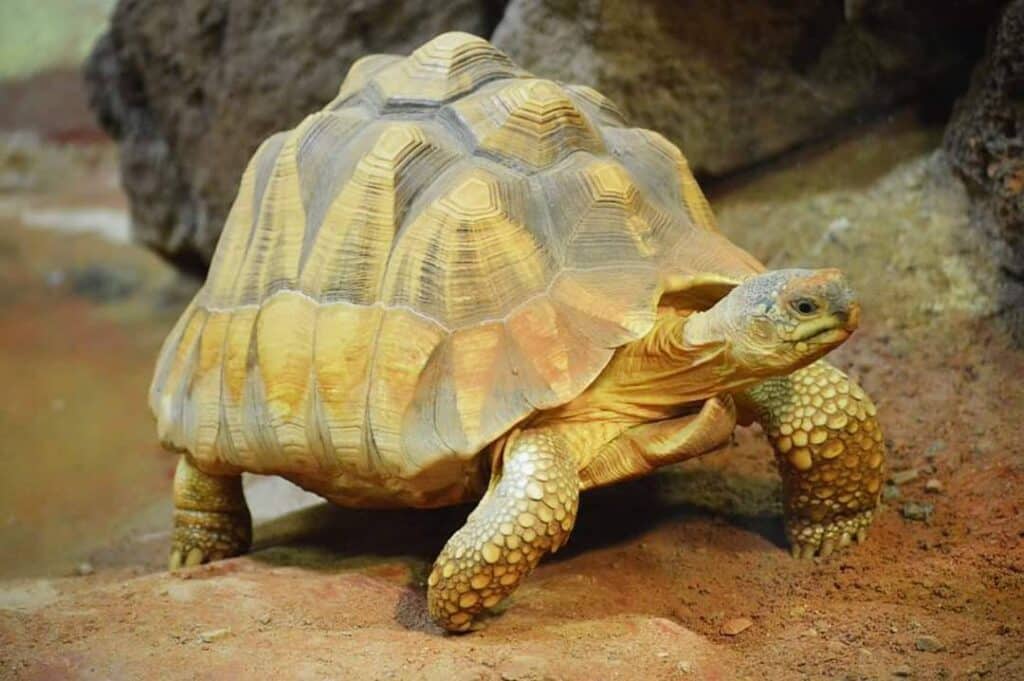 Angulated Tortoise