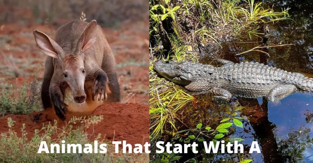 Animals That Start With A