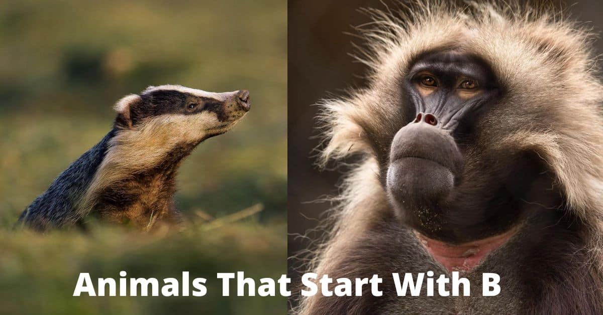 Animals That Start With B