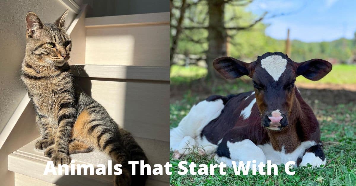 Animals That Start With C
