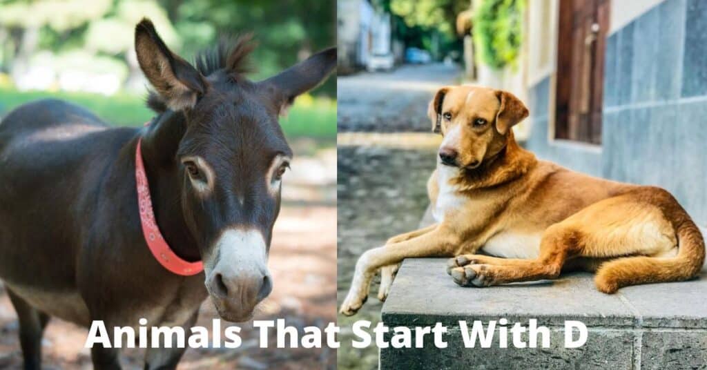 Animals That Start With D