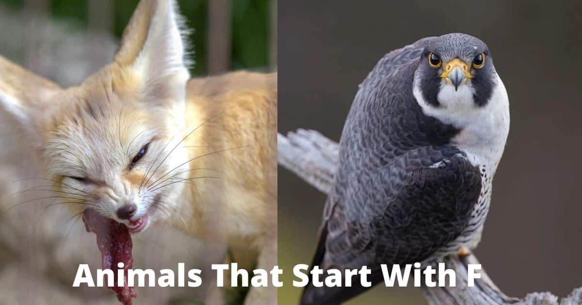 Animals That Start With F