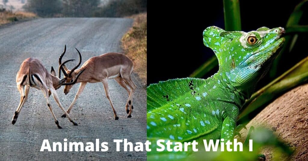 Animals That Start With I