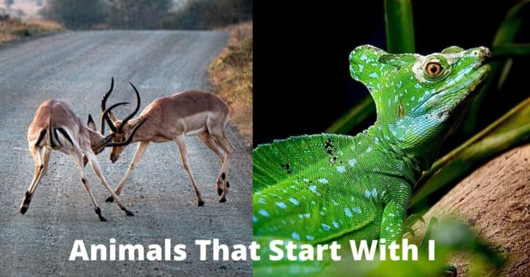 Animals That Start With I
