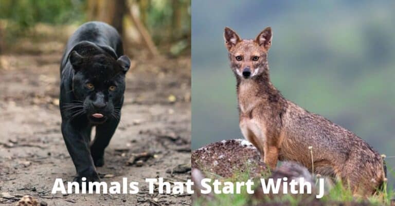 Animals That Start With J